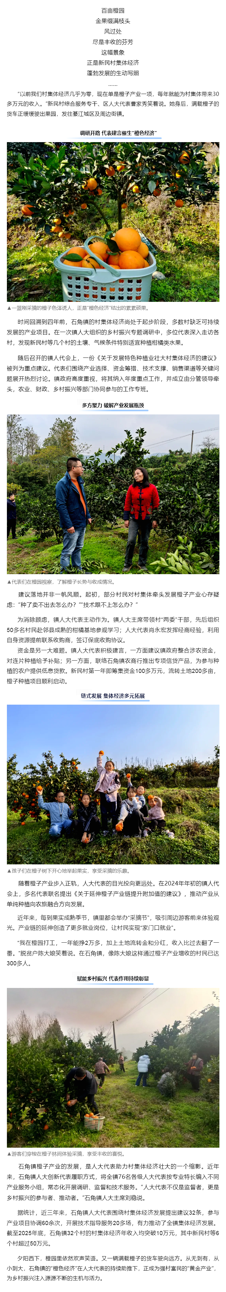 代表主题活动 _ 代表助力，“橙”就富民大产业——綦江区石角镇人大推动村集体经济“破零”纪实