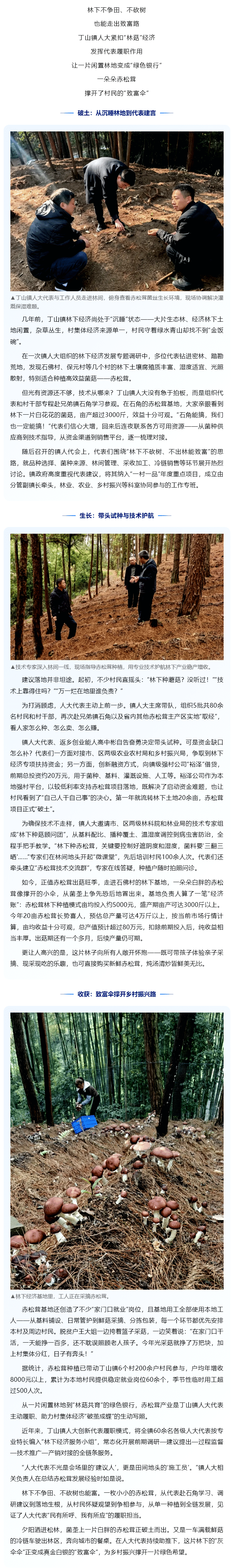 镇街 _ 丁山镇人大：代表引路“林下种菇” 村民端上“生态饭碗”